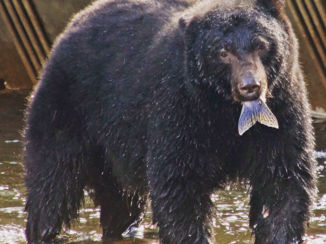 Canada - Beer bij vishatchery campbell river