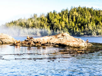 Canada - Walvissentocht