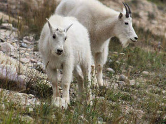 Canada - Oog in oog met wildlife op de Icefields Parkway