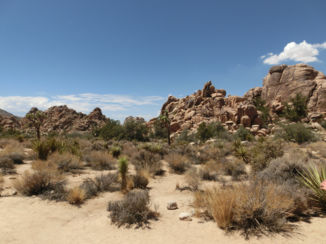 Verenigde Staten - Landschap Joshua Tree Park