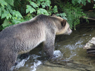 Banff National Park - Te dichtbij........