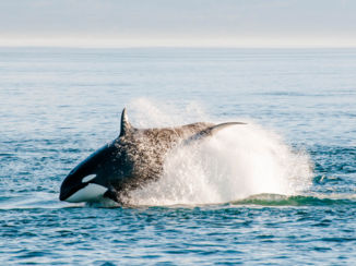 Canada - Jagende Orka