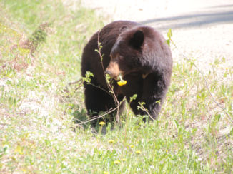 Banff National Park - Smakelijke paardenbloem