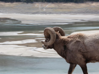 Banff National Park - Big horn sheep