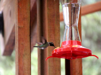 Banff National Park - Kolibri op Vancouver Island