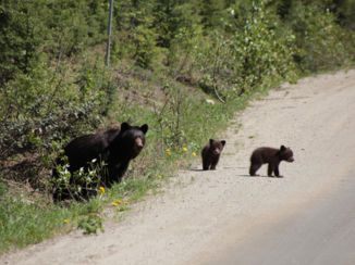 Banff National Park - Gezinsuitbreiding in Wells Grey Park