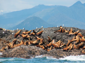 Banff National Park - Zeeleeuwen Vancouver Island