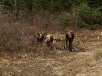Algonquin provincial park