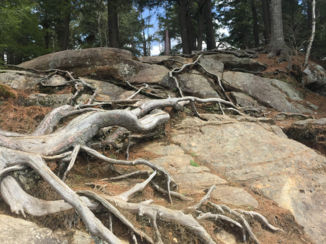 Algonquin provincial park
