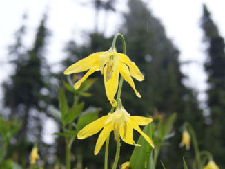 Canada - Revelstoke Mountain
