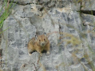 Canada - Pica, in de buurt van Jasper
