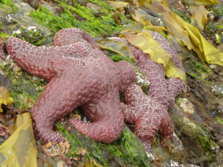 Canada - Zeesterren, Vancouver Island, Pacific Rim NP