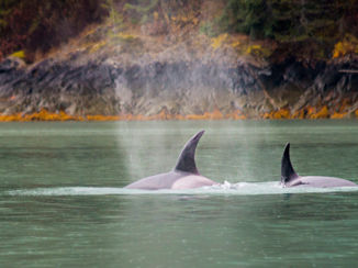 Canada - orca's campbell River