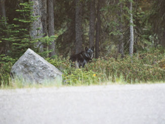 Banff National Park - Wolf, Jasper Mailgne Lake Rd