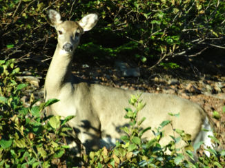 Canada - Hi, ben ik in beeld?