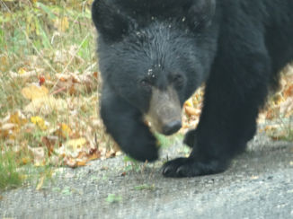 Canada - wat nou, ik lik gewoon de weg, so what?