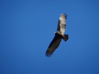 Canada - showtime, om te gieren!