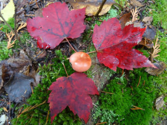 Canada - zo Indian Summer