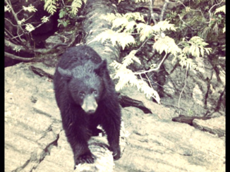 Vancouver Island - Ontmoeting met een jonge beet