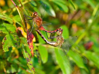 SNP Natuurreizen - Nature, Nova Scotia
