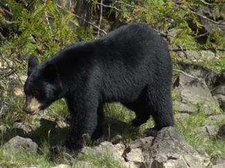 Canada - Een van de vele beren die we gespot hebben.