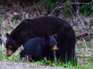 Jasper National Park - Moeder met jong
