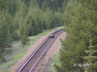 Banff National Park - Drie Grissly beren op het spoor.