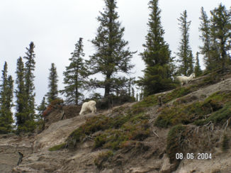 Banff National Park - Sneeuw geiten