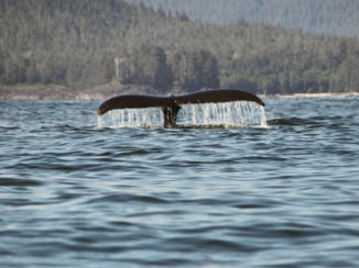 Canada - Walvis Tofino