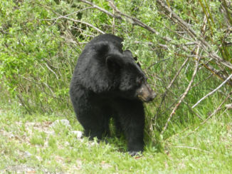 Canada - Tja een heuze beer
