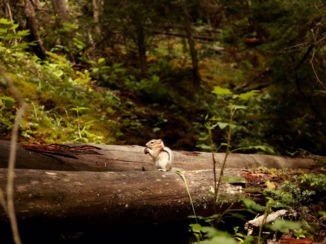 Banff National Park - Johnston creek