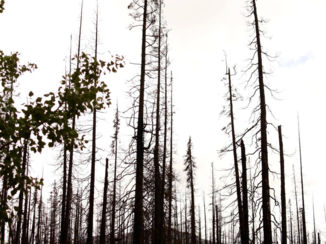 Jasper National Park - Medicine lake