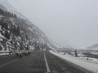 Jasper National Park - Onverwachts bezoek op de weg