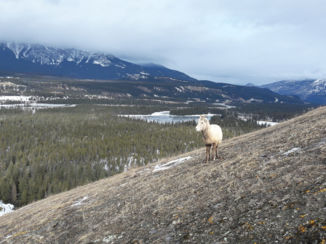 Jasper National Park - Zonnige winterdag in Jasper