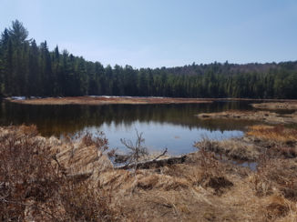 Algonquin provincial park