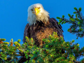 Vancouver Island - What is he thinking