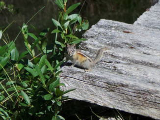Jasper National Park - Curious