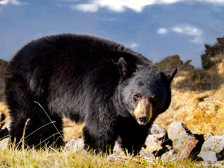 Jasper National Park - ontmoeting