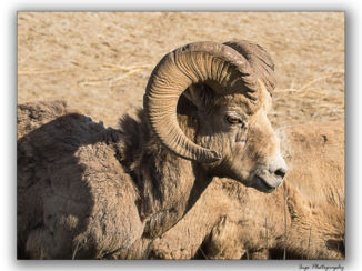 Jasper National Park - Dikhoorn Alfa mannetje