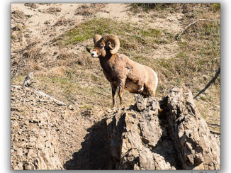 Jasper National Park - haremoverzicht