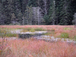 Algonquin provincial park - Kleurenspektakel