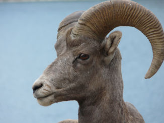 Banff National Park - Bighorn Sheep