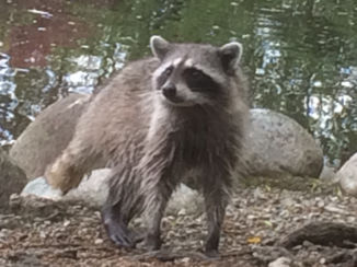 Vancouver - Racoon in Stanley Park