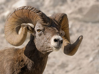 Canada - Mannelijk dikhoornschaap in de Canadese Rocky Mountains