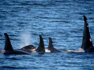 Banff National Park - Killer Whales