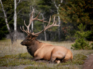 Banff National Park - Bull elk