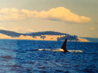 Vancouver Island - Ja, we zien 'm!