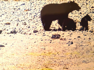 Vancouver Island - De beer is los ....