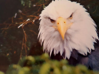 Vancouver Island - Machtige adelaarskop