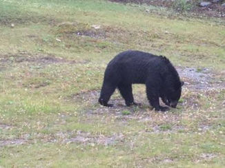 Tofino - Gewoon langs de weg